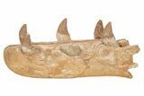 Fossil Primitive Whale (Basilosaur) Upper Jaw Section - Morocco #217826-1